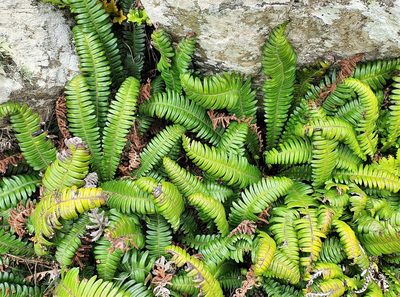 Austroblechnum durum, photographed by Ian Armitage