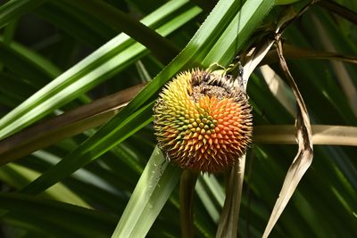 Benstonea monticola, photographed by garywwilson