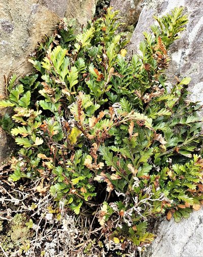 Asplenium chathamense, photographed by Ian Armitage