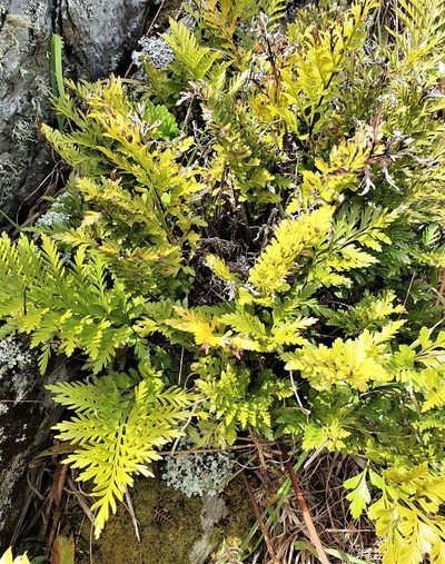 Asplenium chathamense, photographed by Ian Armitage