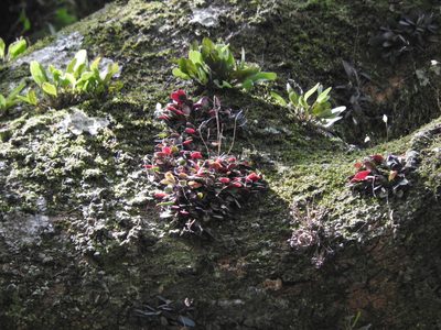 Specklinia digitale, photographed by Victor De la Cruz