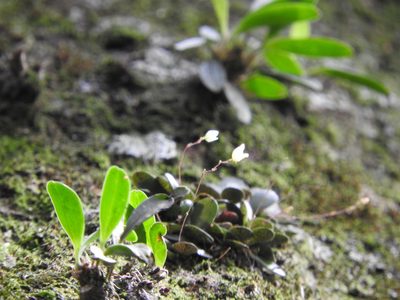 Specklinia digitale, photographed by Victor De la Cruz