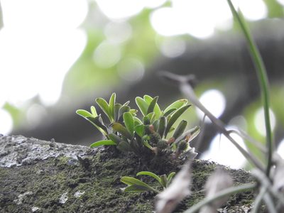 Specklinia tribuloides, photographed by Victor De la Cruz