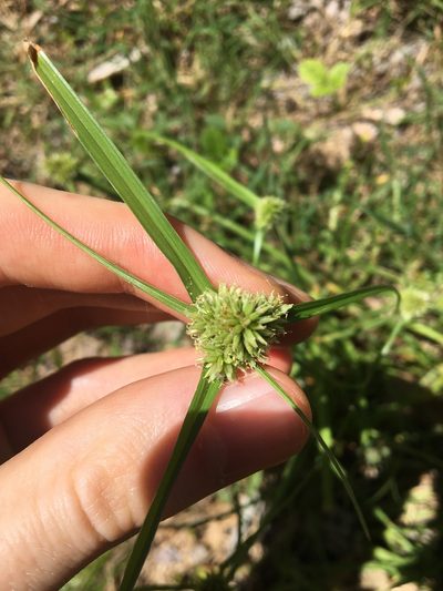 Cyperus aggregatus, photographed by Thomas Mesaglio