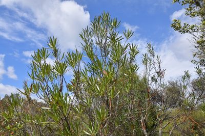 Toronia toru, photographed by Christopher Stephens