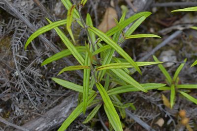 Corokia buddleioides, photographed by Christopher Stephens