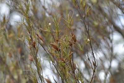 Dracophyllum subulatum, photographed by Christopher Stephens