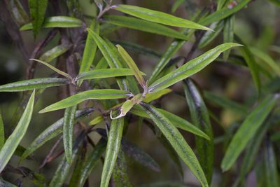 Corokia buddleioides, photographed by Christopher Stephens