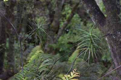 Dracophyllum strictum, photographed by Christopher Stephens