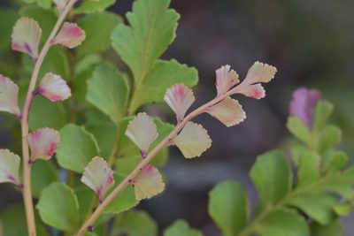 Phyllocladus toatoa, photographed by Christopher Stephens
