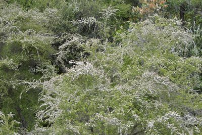 Kunzea tenuicaulis, photographed by Christopher Stephens