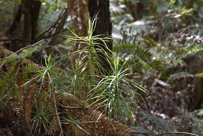 Dracophyllum strictum, photographed by Christopher Stephens