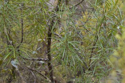 Toronia toru, photographed by Christopher Stephens
