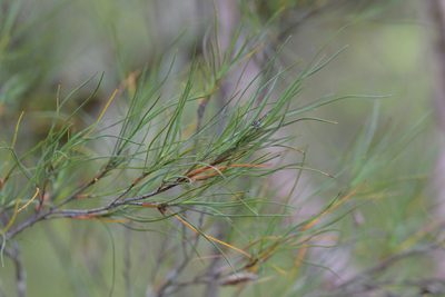 Dracophyllum subulatum, photographed by Christopher Stephens