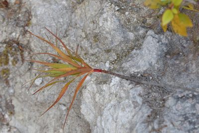 Dracophyllum strictum, photographed by Christopher Stephens