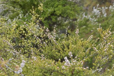 Kunzea tenuicaulis, photographed by Christopher Stephens