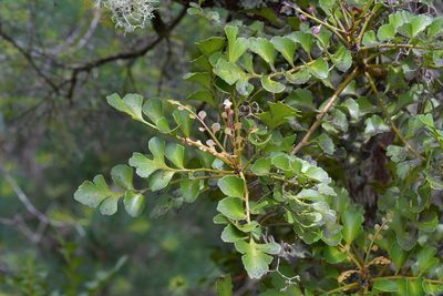 Phyllocladus toatoa, photographed by Christopher Stephens