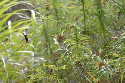 Dracophyllum strictum, photographed by Christopher Stephens