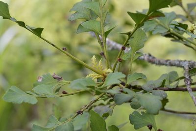 Phyllocladus toatoa, photographed by Christopher Stephens