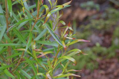 Toronia toru, photographed by Christopher Stephens