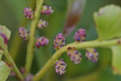 Phyllocladus toatoa, photographed by Christopher Stephens