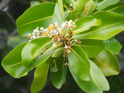 Calophyllum inophyllum, photographed by 葉子