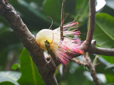 Barringtonia asiatica, photographed by 葉子