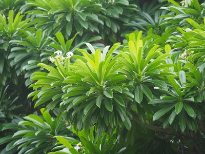 Cerbera manghas, photographed by 葉子