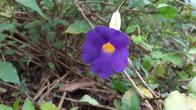 Thunbergia erecta, photographed by OnePlanet
