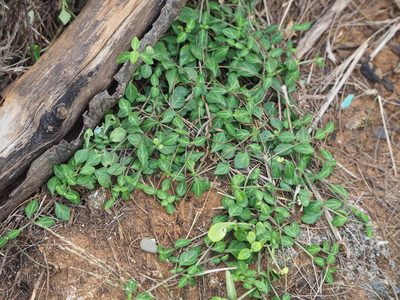 Lepidagathis inaequalis, photographed by 葉子