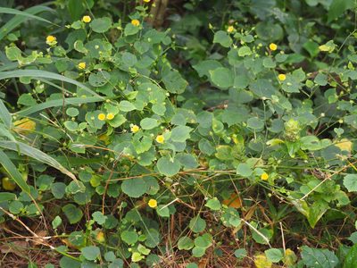 Sida cordata, photographed by 葉子