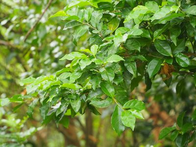 Antidesma montanum, photographed by 葉子