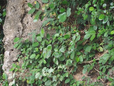 Ficus tinctoria, photographed by 葉子