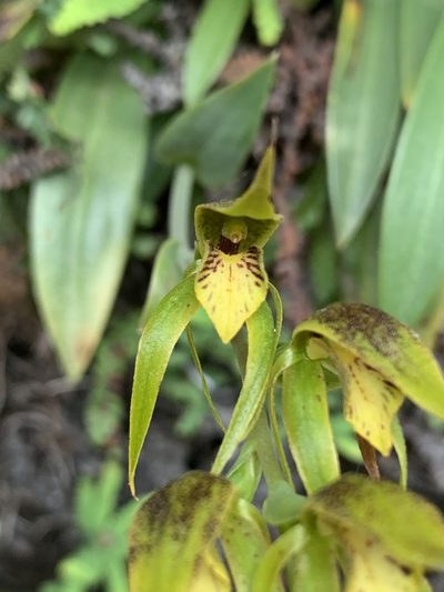 Rimacola elliptica, photographed by Guy Taseski