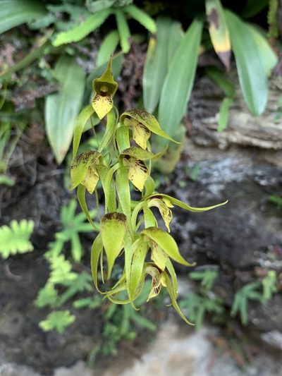Rimacola elliptica, photographed by Guy Taseski
