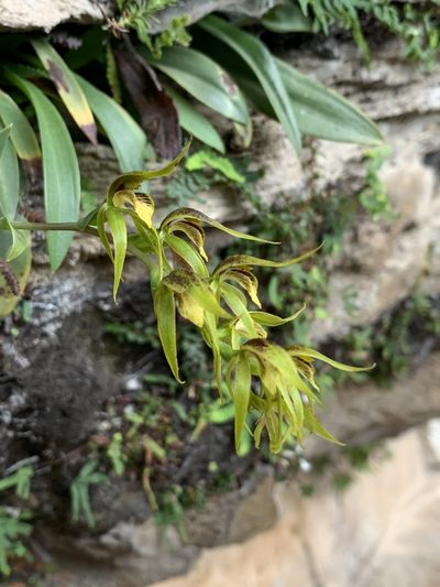 Rimacola elliptica, photographed by Guy Taseski