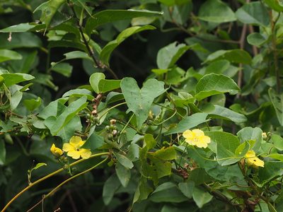 Merremia gemella, photographed by 葉子