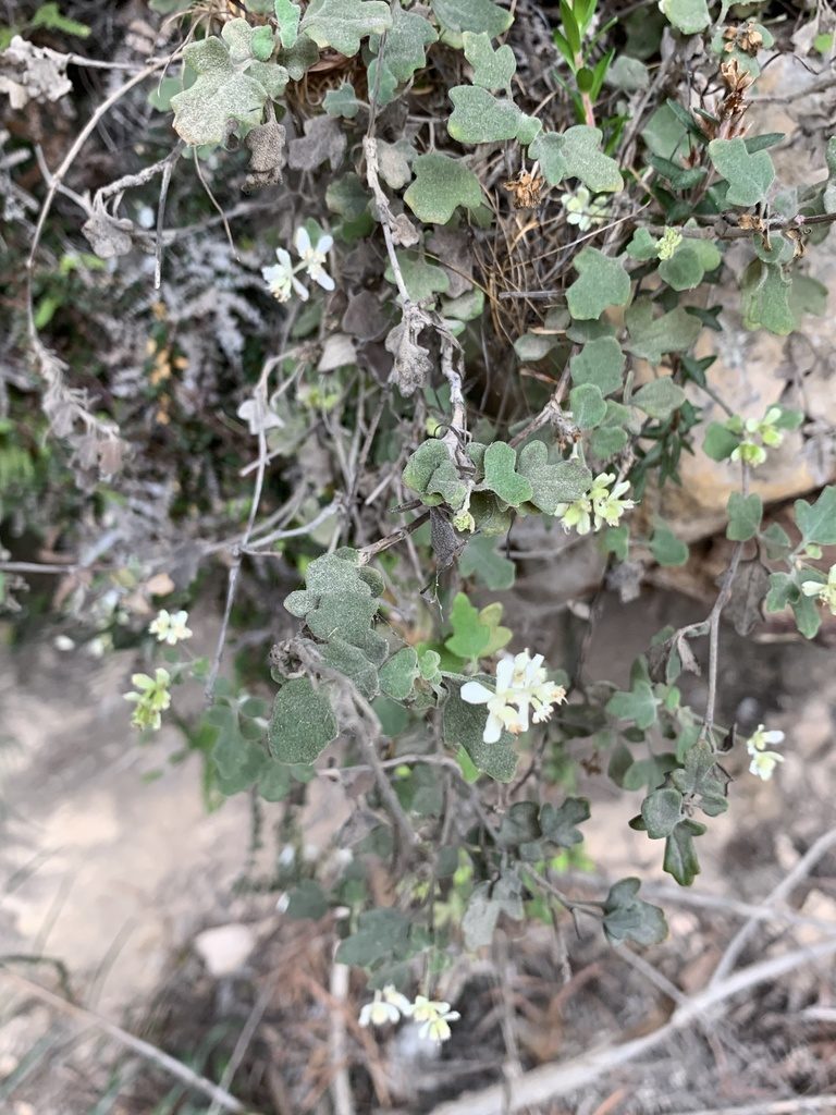 Xanthosia scopulicola, photographed by Guy Taseski