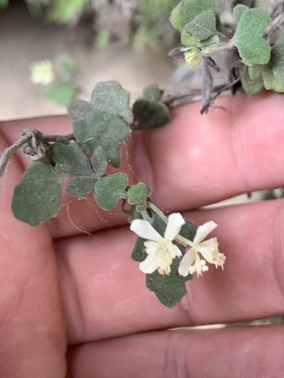 Xanthosia scopulicola, photographed by Guy Taseski