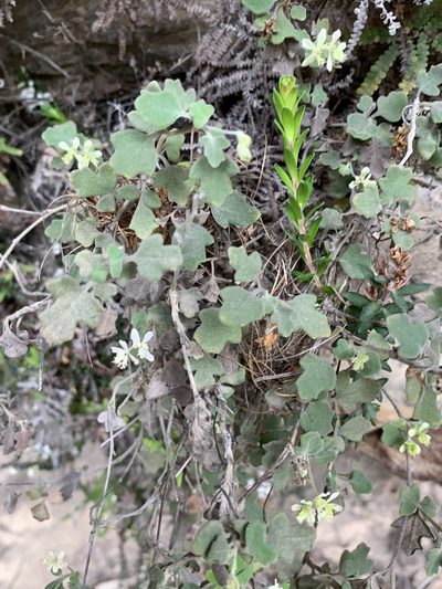 Xanthosia scopulicola, photographed by Guy Taseski
