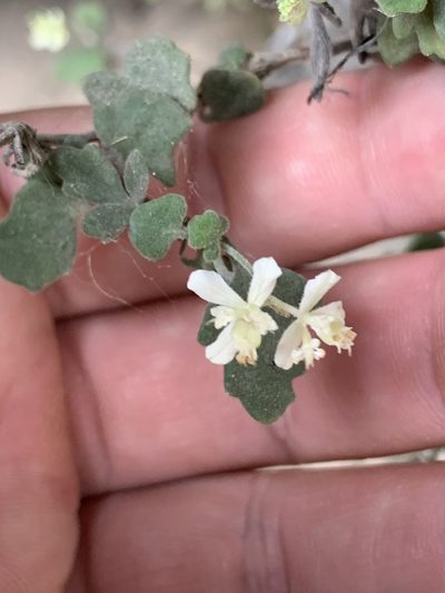 Xanthosia scopulicola, photographed by Guy Taseski