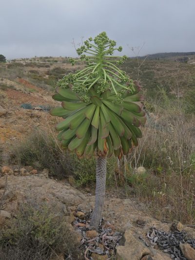 Aeonium urbicum, photographed by Yves Bas