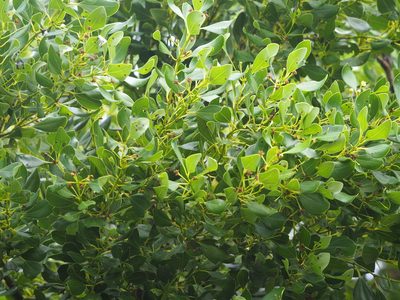 Cinnamomum reticulatum, photographed by 葉子