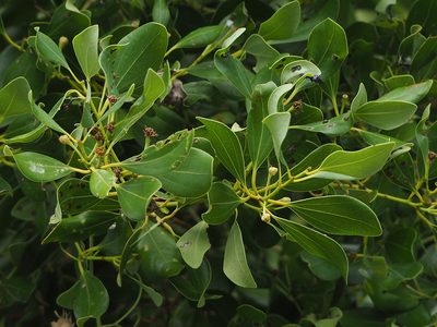 Cinnamomum reticulatum, photographed by 葉子