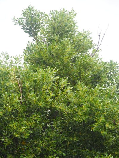 Cinnamomum reticulatum, photographed by 葉子