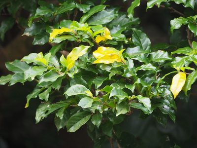 Antidesma montanum, photographed by 葉子