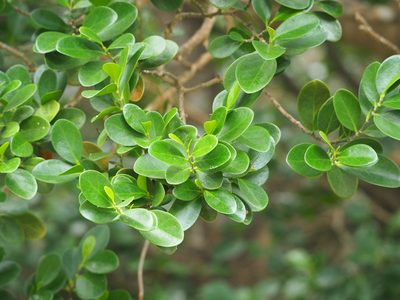 Suregada aequorea, photographed by 葉子