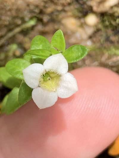Mitrasacme pilosa, photographed by Guy Taseski