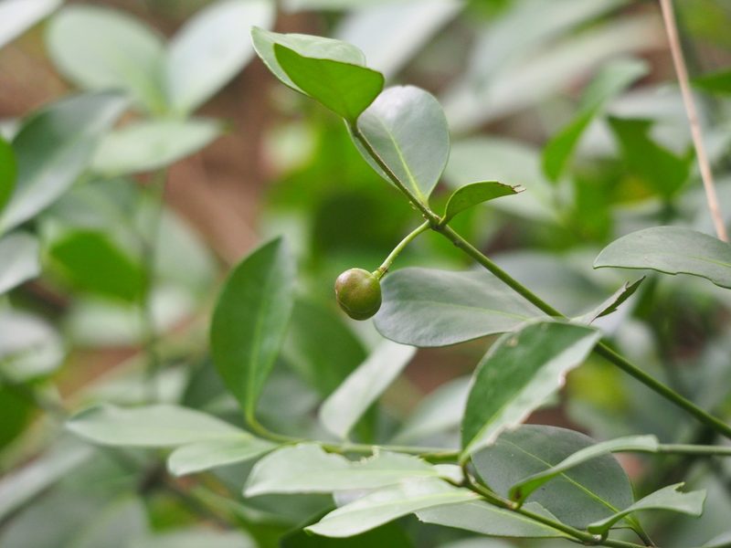 Glyptopetalum pallidifolium, photographed by 葉子
