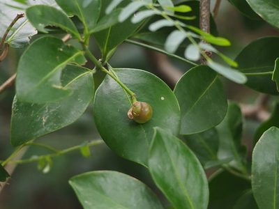 Glyptopetalum pallidifolium, photographed by 葉子